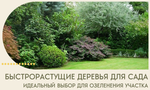 Быстрорастущие деревья для сада идеальный выбор в Пскове
