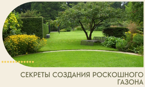 Секреты создания роскошного газона в Пскове